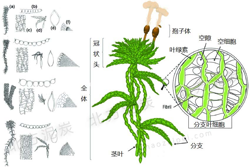 泥炭蘚結(jié)構(gòu)圖-為什么泥炭蘚是好的基質(zhì)原料
